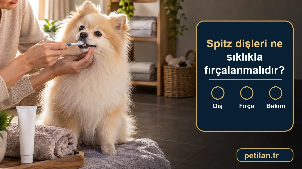 Spitz dişleri ne sıklıkla fırçalanmalıdır?