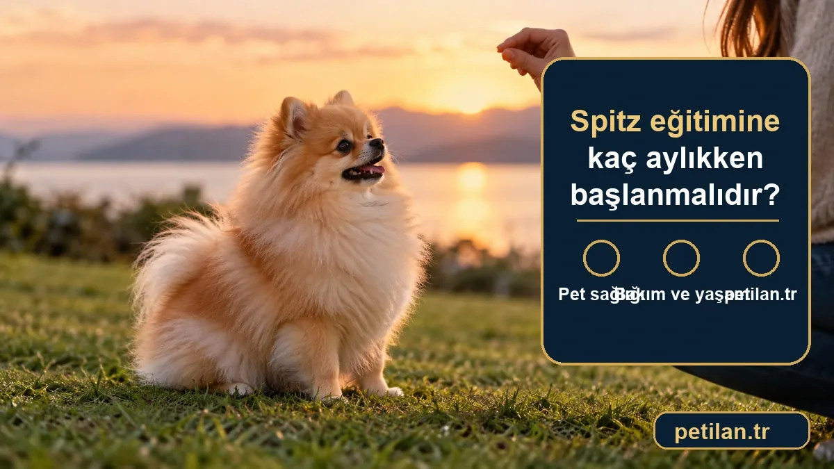 Spitz eğitimine kaç aylıkken başlanmalıdır?