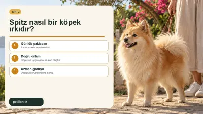 Spitz nasıl bir köpek ırkıdır?