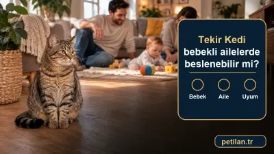 Tekir Kedi bebekli ailelerde beslenebilir mi?