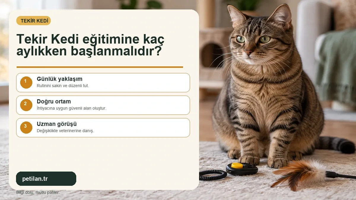 Tekir Kedi eğitimine kaç aylıkken başlanmalıdır?