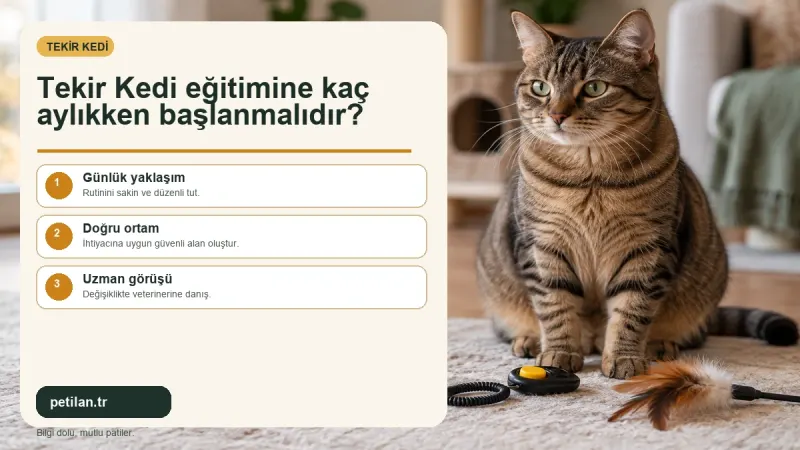 Tekir Kedi eğitimine kaç aylıkken başlanmalıdır?