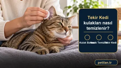 Tekir Kedi kulakları nasıl temizlenir?