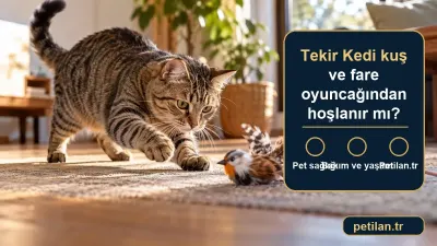 Tekir Kedi kuş ve fare oyuncağından hoşlanır mı?