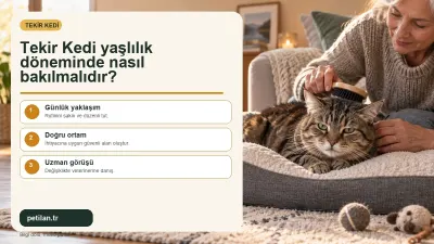 Tekir Kedi yaşlılık döneminde nasıl bakılmalıdır?