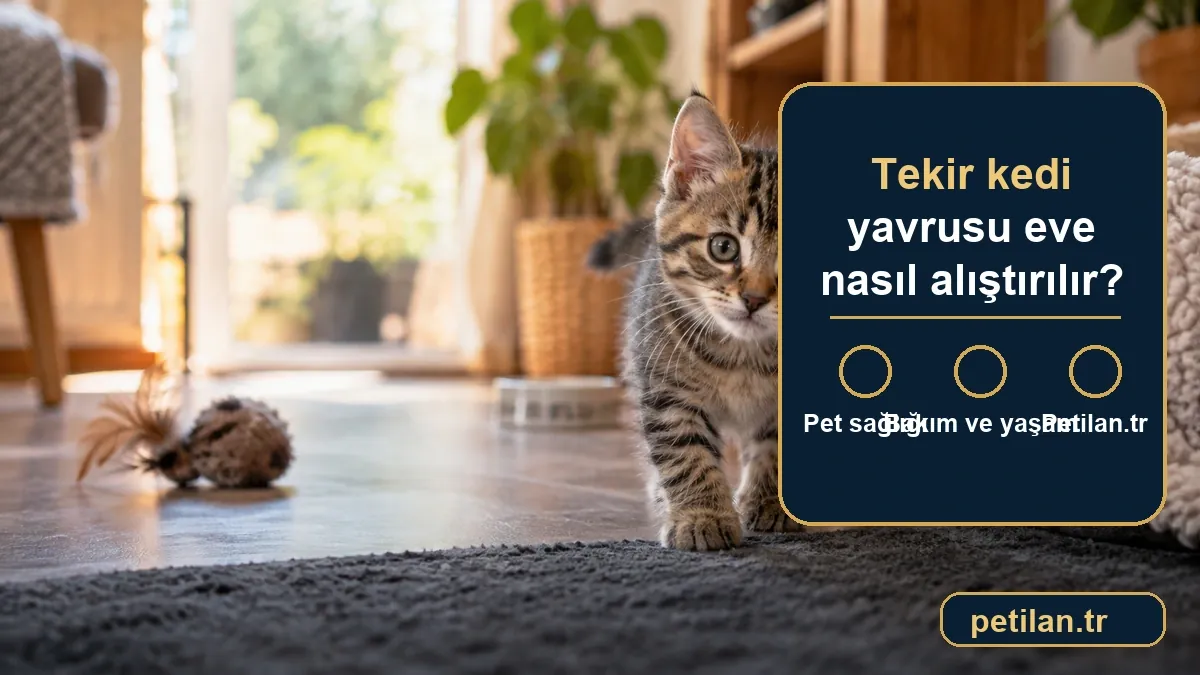 Tekir kedi yavrusu eve nasıl alıştırılır?