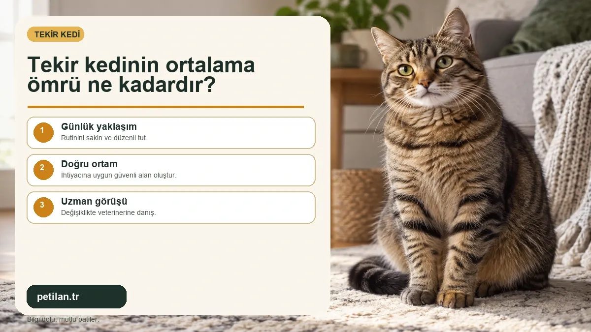Tekir kedinin ortalama ömrü ne kadardır?