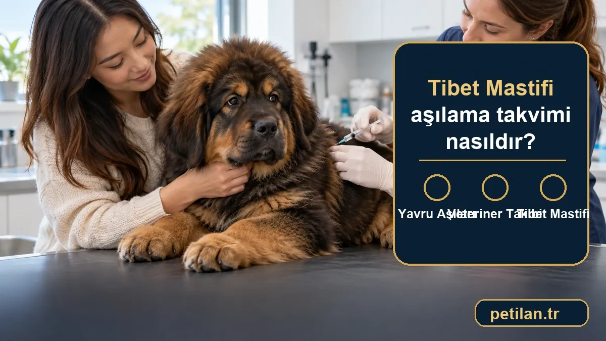 Tibet Mastifi aşılama takvimi nasıldır?