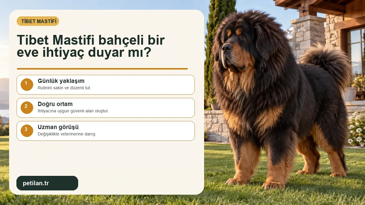 Tibet Mastifi bahçeli bir eve ihtiyaç duyar mı?