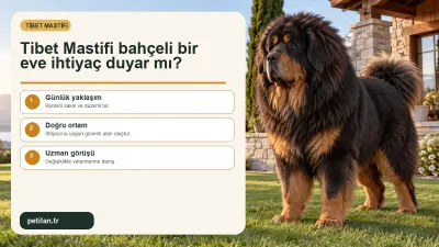 Tibet Mastifi bahçeli bir eve ihtiyaç duyar mı?