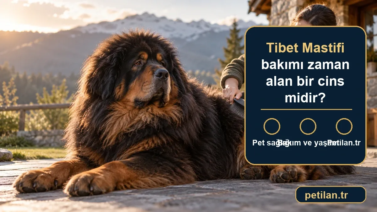Tibet Mastifi bakımı zaman alan bir cins midir?