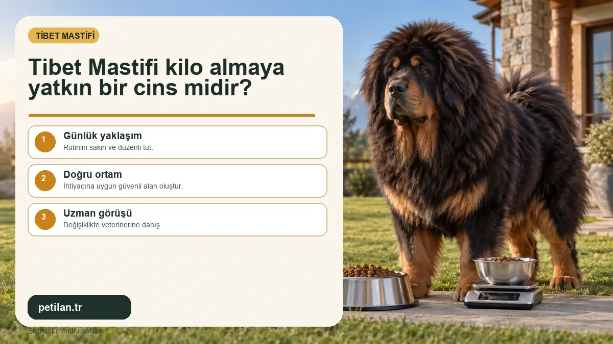 Tibet Mastifi kilo almaya yatkın bir cins midir?