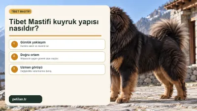 Tibet Mastifi kuyruk yapısı nasıldır?