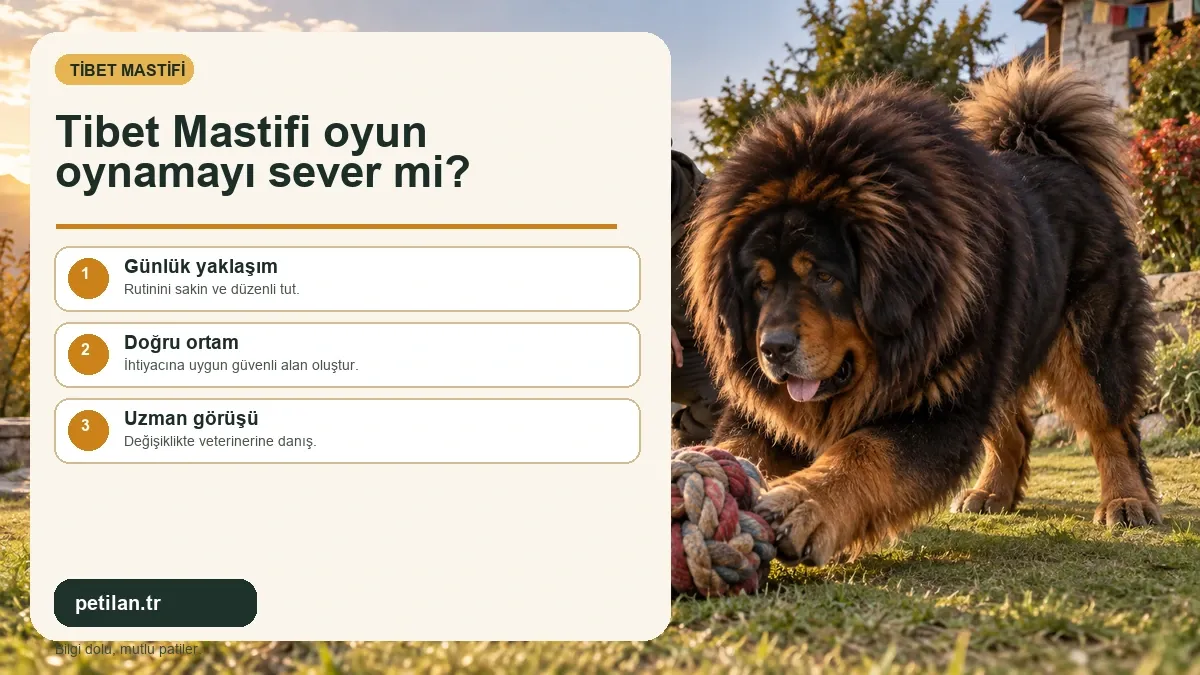 Tibet Mastifi oyun oynamayı sever mi?