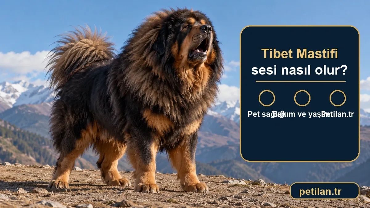 Tibet Mastifi sesi nasıl olur?