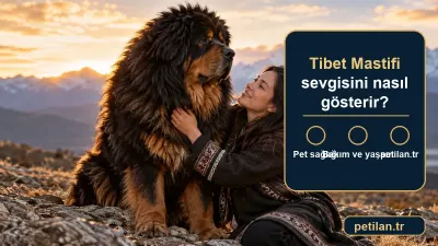 Tibet Mastifi sevgisini nasıl gösterir?