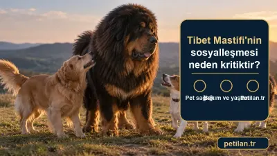 Tibet Mastifi'nin sosyalleşmesi neden kritiktir?