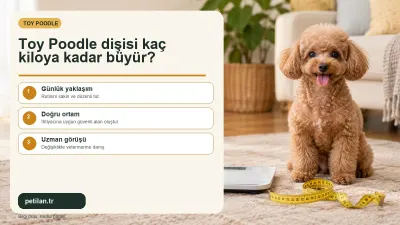 Toy Poodle dişisi kaç kiloya kadar büyür?