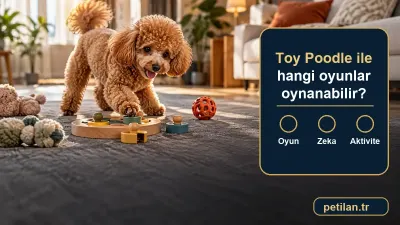 Toy Poodle ile hangi oyunlar oynanabilir?