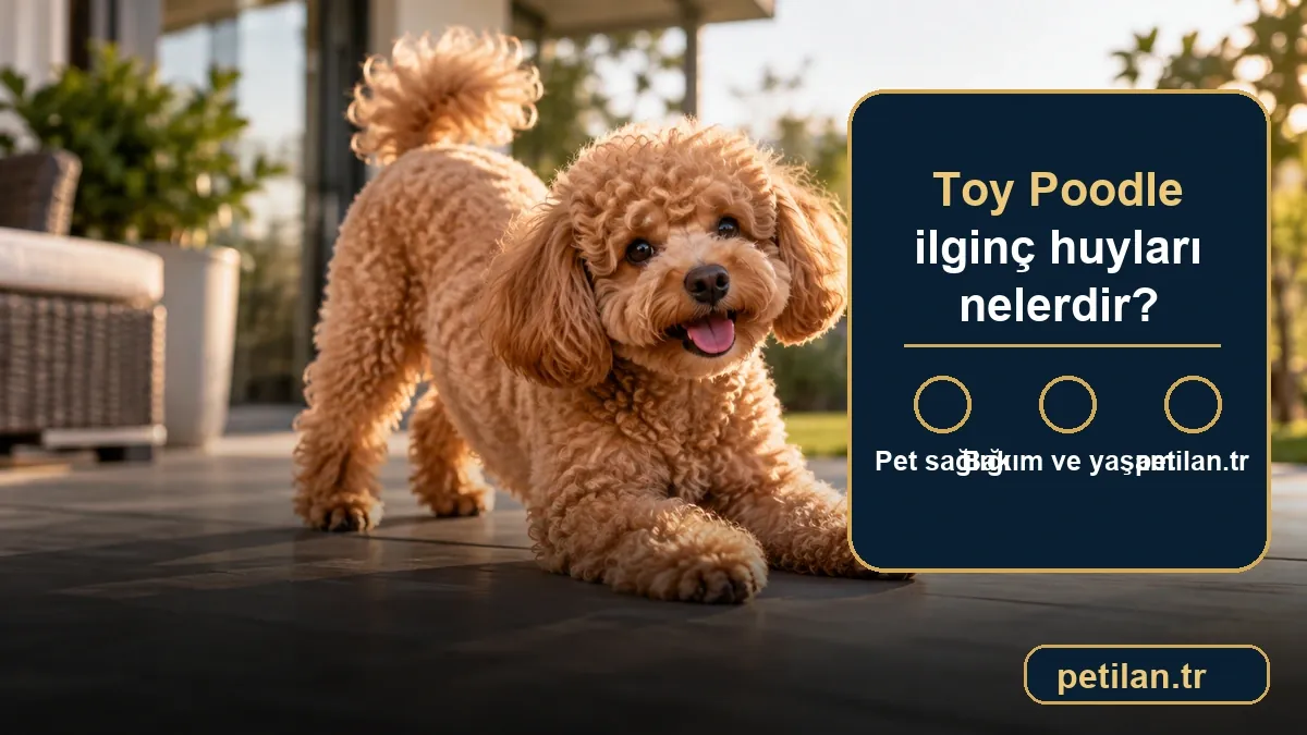 Toy Poodle ilginç huyları nelerdir?