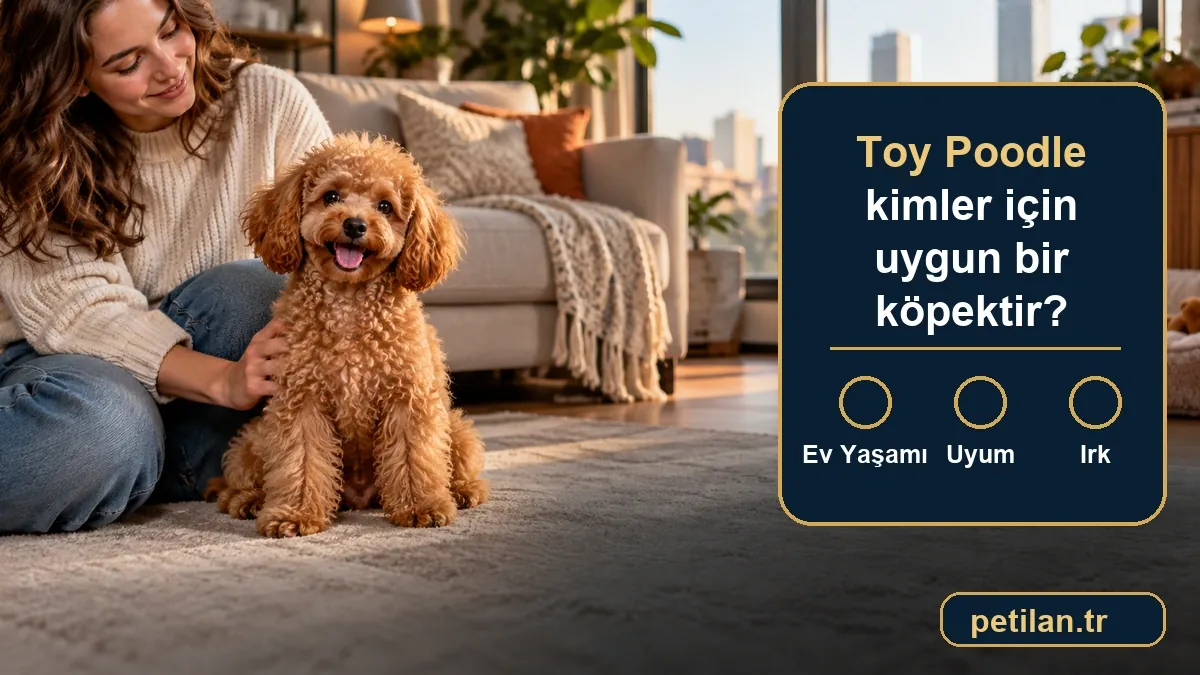 Toy Poodle kimler için uygun bir köpektir?