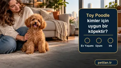 Toy Poodle kimler için uygun bir köpektir?
