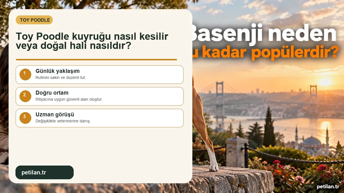 Toy Poodle kuyruğu nasıl kesilir veya doğal hali nasıldır?