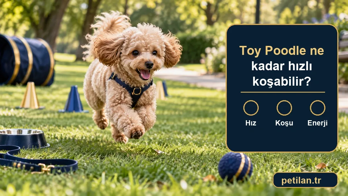 Toy Poodle ne kadar hızlı koşabilir?