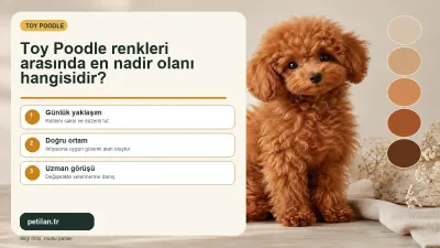 Toy Poodle renkleri arasında en nadir olanı hangisidir?