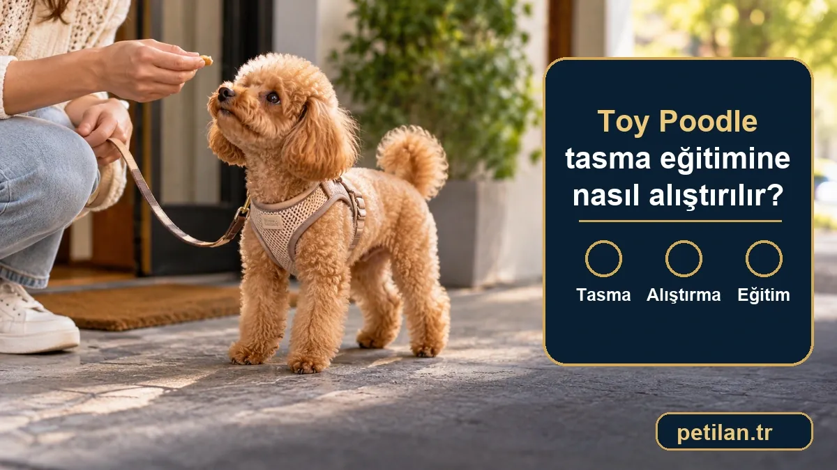 Toy Poodle tasma eğitimine nasıl alıştırılır?