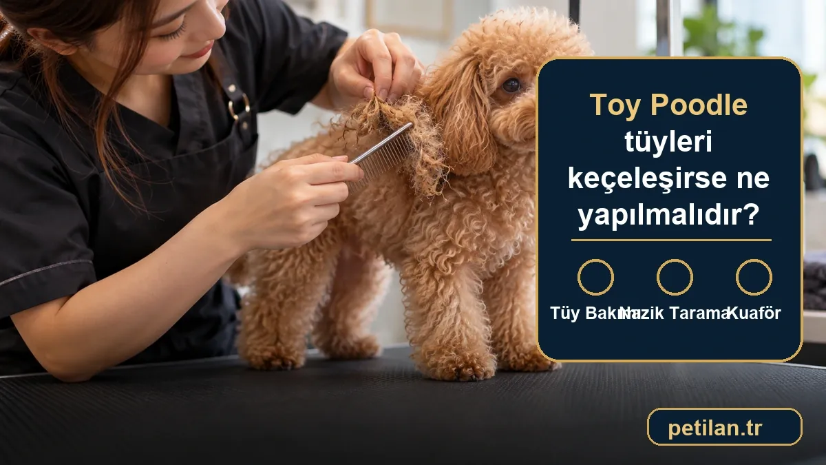 Toy Poodle tüyleri keçeleşirse ne yapılmalıdır?