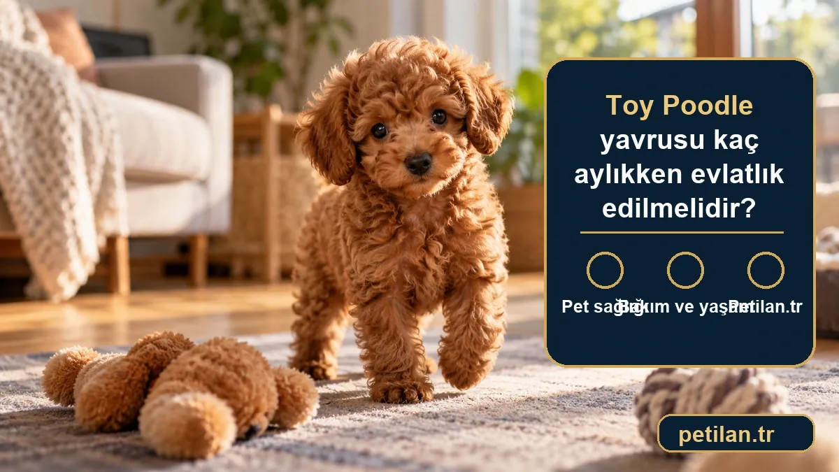 Toy Poodle yavrusu kaç aylıkken evlatlık edilmelidir?