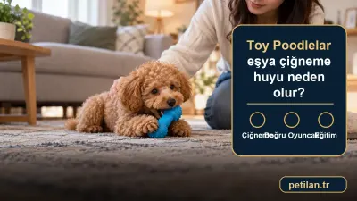 Toy Poodle'lar eşya çiğneme huyu neden olur?