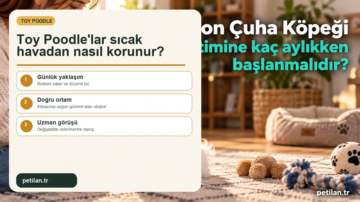 Toy Poodle'lar sıcak havadan nasıl korunur?
