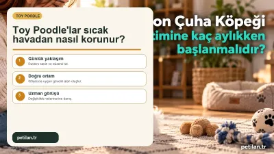 Toy Poodle'lar sıcak havadan nasıl korunur?