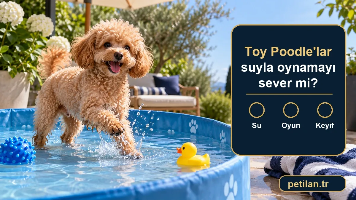 Toy Poodle'lar suyla oynamayı sever mi?