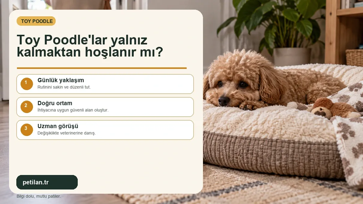 Toy Poodle'lar yalnız kalmaktan hoşlanır mı?