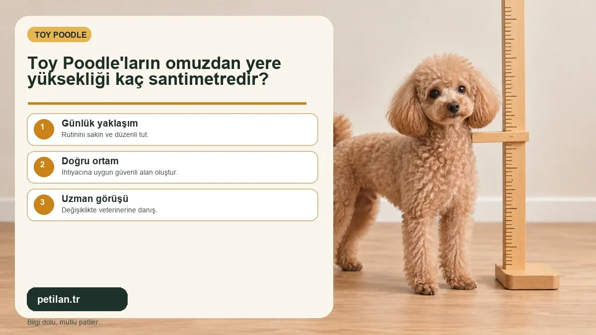 Toy Poodle'ların omuzdan yere yüksekliği kaç santimetredir?