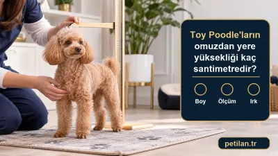 Toy Poodle'ların omuzdan yere yüksekliği kaç santimetredir?