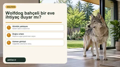 Wolfdog bahçeli bir eve ihtiyaç duyar mı?
