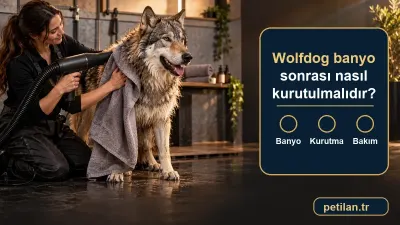 Wolfdog banyo sonrası nasıl kurutulmalıdır?