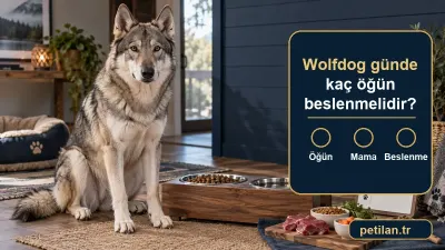 Wolfdog günde kaç öğün beslenmelidir?
