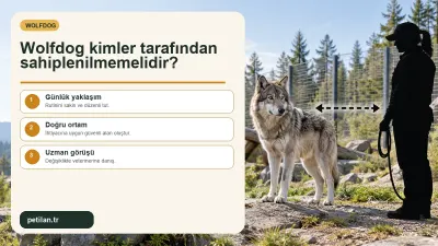 Wolfdog kimler tarafından sahiplenilmemelidir?