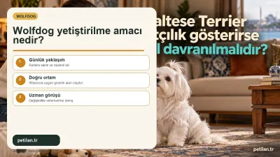 Wolfdog yetiştirilme amacı nedir?