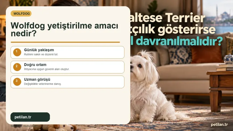 Wolfdog yetiştirilme amacı nedir?