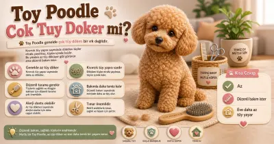Toy Poodle çok tüy döker mi?