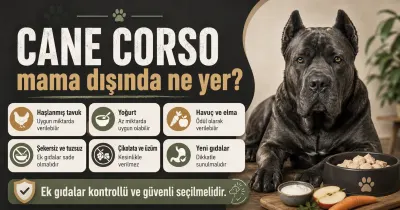 Cane Corso mama dışında ne yer?