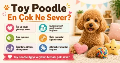 Toy Poodle en çok ne sever?