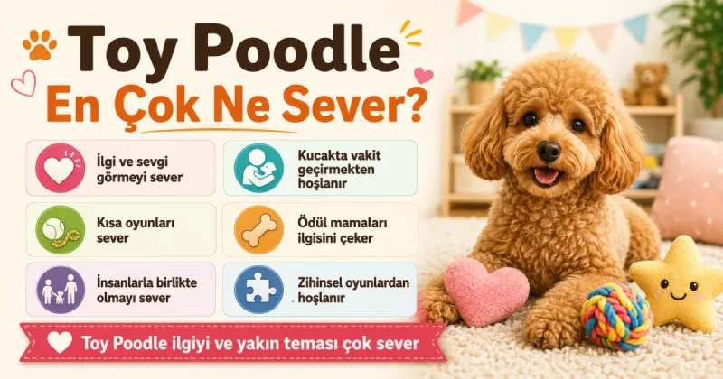 Toy Poodle en çok ne sever?