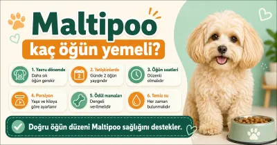 Maltipoo kaç öğün yemeli?